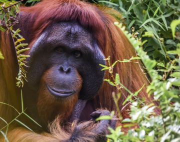 International Orangutan Day - Competere